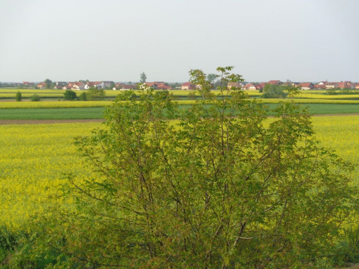 Întabulare