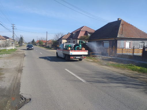 Căpușe